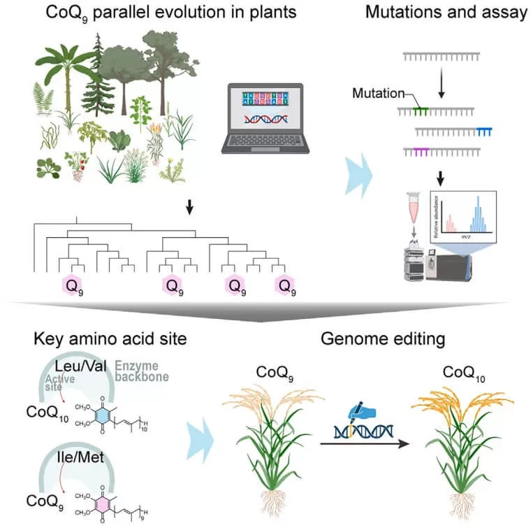 Design of CoQ10 crops based on evolutionary history